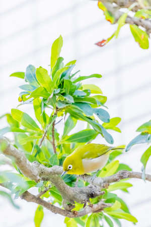 warbling white eye taking a rest in treeの写真素材