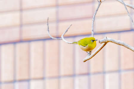 warbling white eye taking a rest in treeの写真素材