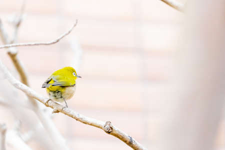 warbling white eye taking a rest in treeの写真素材