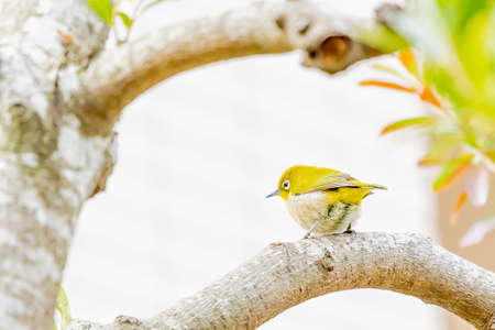 warbling white eye taking a rest in treeの写真素材