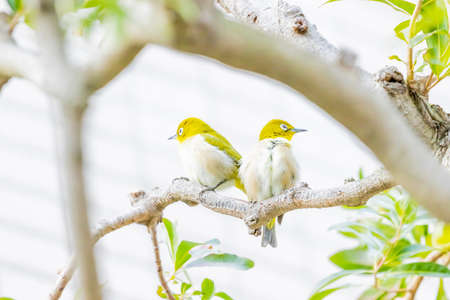 warbling white eye taking a rest in treeの写真素材