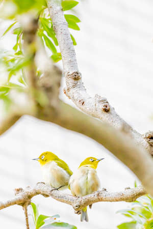 warbling white eye taking a rest in treeの写真素材