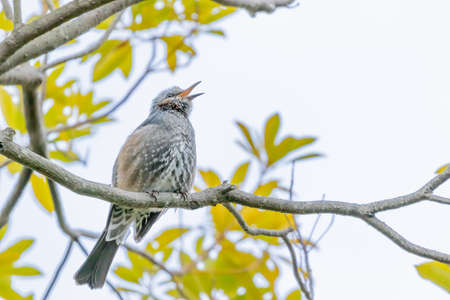 brown eared bulbul taking a rest in treeの写真素材