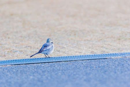 grey wagtail standing on lawnの写真素材