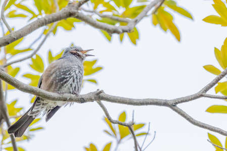 brown eared bulbul taking a rest in treeの写真素材