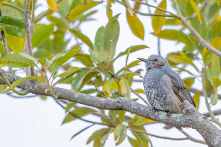 brown eared bulbul taking a rest in treeの写真素材