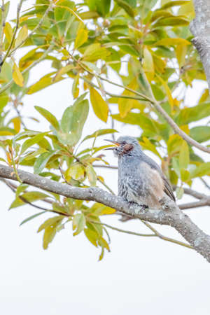 brown eared bulbul taking a rest in treeの写真素材