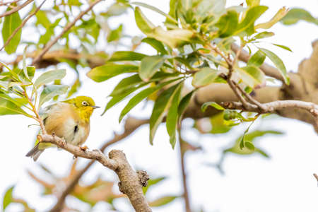 warbling white eye taking a rest in treeの写真素材