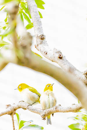 warbling white eye taking a rest in treeの写真素材
