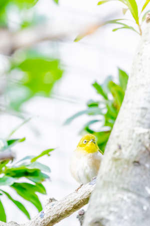 warbling white eye taking a rest in treeの写真素材