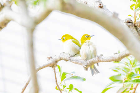 warbling white eye taking a rest in treeの写真素材