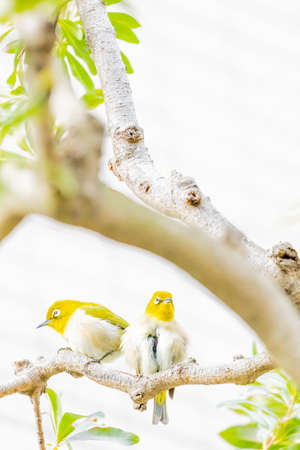 warbling white eye taking a rest in treeの写真素材