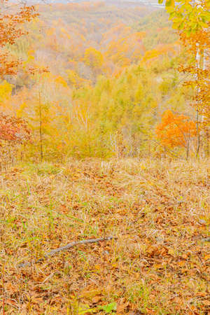 yellow colored leaves in autumnの写真素材