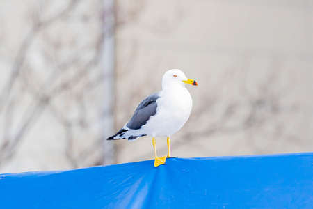 back tailed gull taking a restの写真素材