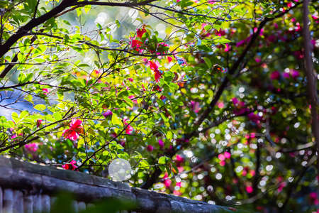 camellia, red colored flower in gardenの写真素材