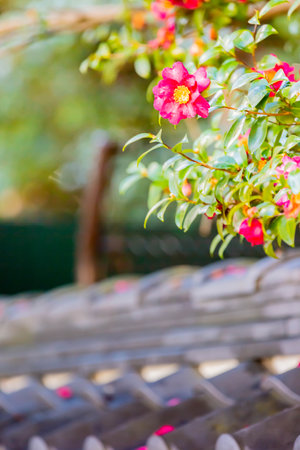 camellia, red colored flower in garden