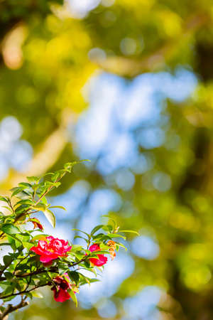 camellia, red colored flower in garden