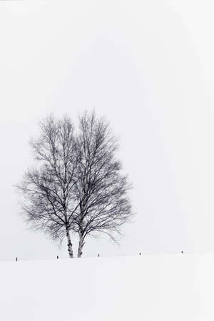 symbol tree in snow fieldの写真素材