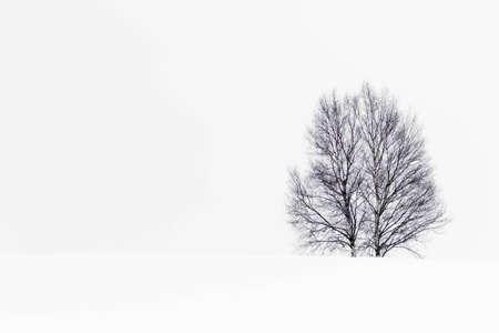 symbol tree in snow fieldの写真素材