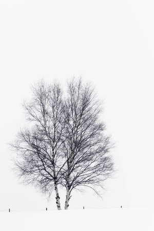 symbol tree in snow fieldの写真素材