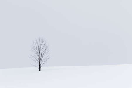 symbol tree in snow fieldの写真素材