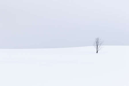 symbol tree in snow fieldの写真素材