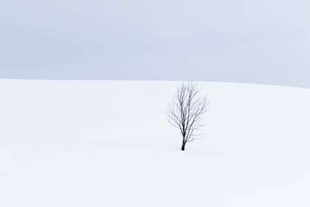 symbol tree in snow fieldの写真素材
