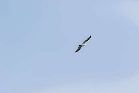 back tailed gull flying in blue skyの写真素材