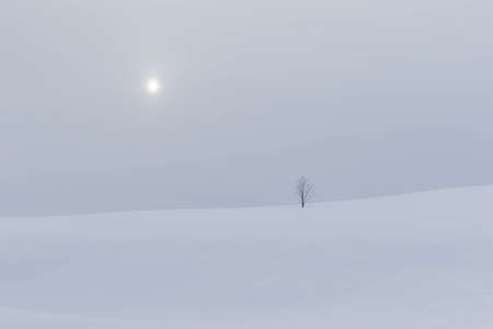 symbol tree in snow fieldの写真素材