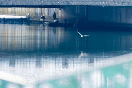 back tailed gull flying over riverの写真素材