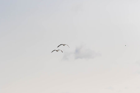 back tailed gull flying in blue skyの写真素材