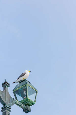 back tailed gull taking a rest