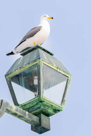 back tailed gull taking a restの写真素材