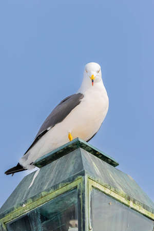 back tailed gull taking a restの写真素材
