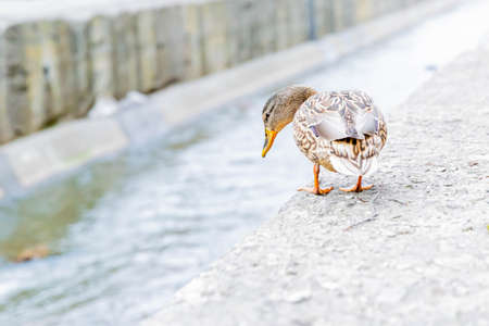 female mallard duck walking aside riverの写真素材