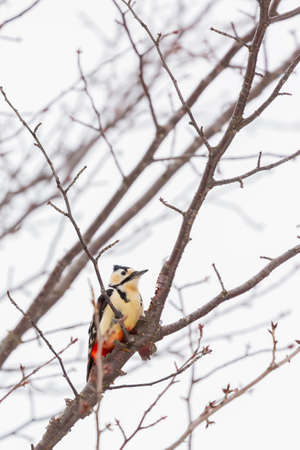 great spotted woodpecker looking for food on branch of treeの写真素材