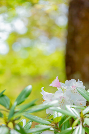 azalea, pink colored flower in gardenの写真素材