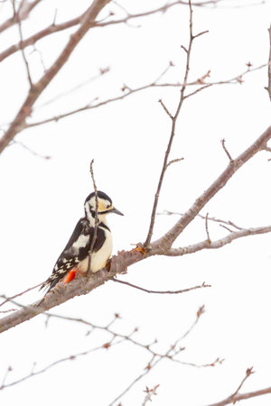 great spotted woodpecker looking for food on branch of treeの写真素材