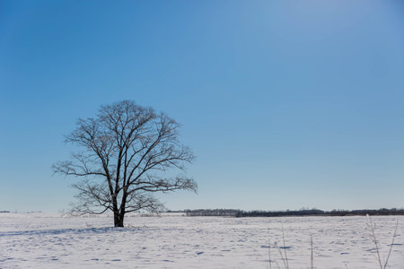 Japanese elm with snow in Hokkaido at duskの写真素材