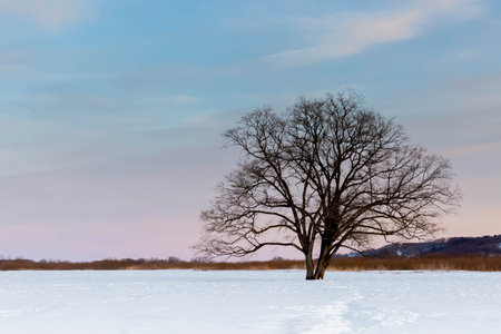 Japanese elm with snow in Hokkaido at duskの写真素材