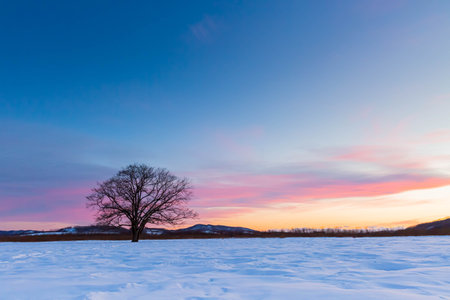 Japanese elm with snow in Hokkaido at duskの写真素材