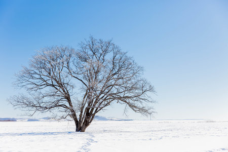 Japanese elm with snow in Hokkaido at duskの写真素材