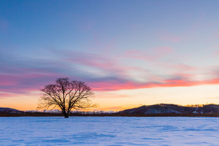 Japanese elm with snow in Hokkaido at duskの写真素材