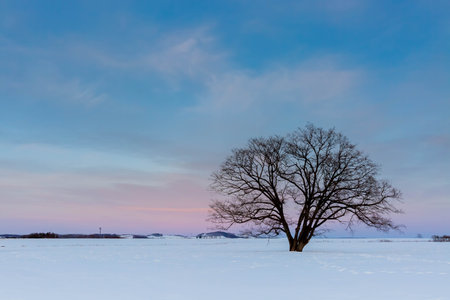 Japanese elm with snow in Hokkaido at duskの写真素材