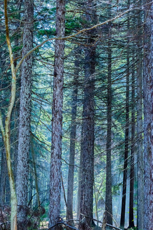 young yezo spruce in forestの写真素材