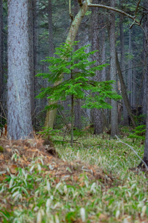 young yezo spruce in forestの写真素材