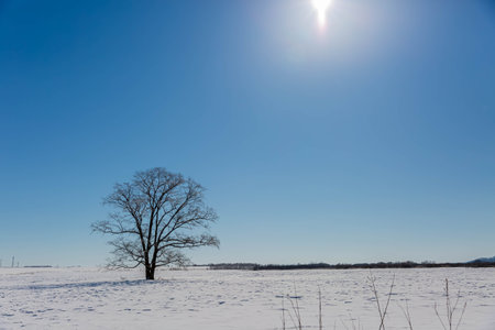 Japanese elm with snow in Hokkaido at duskの写真素材