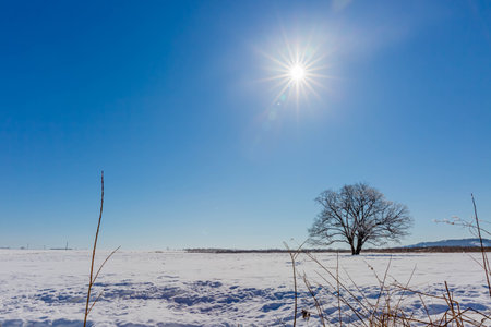 Japanese elm with snow in Hokkaido at duskの写真素材
