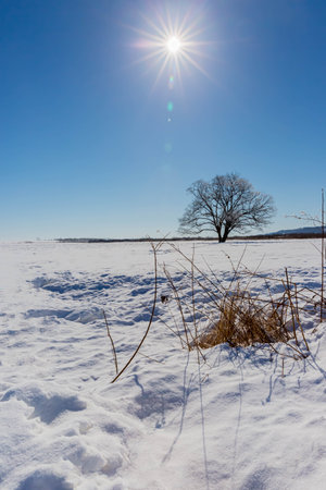 Japanese elm with snow in Hokkaido at duskの写真素材