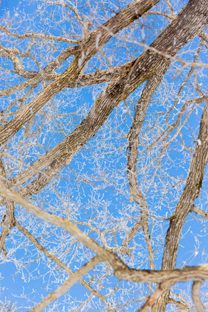 Japanese elm with snow in Hokkaido at duskの写真素材
